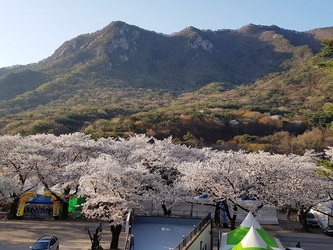 동학사 봄 풍경